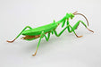 Fujimi 170824 Independent study series No.23 Tenodera aridifolia colored NEW_4