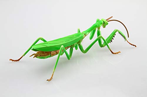 Fujimi 170824 Independent study series No.23 Tenodera aridifolia colored NEW_4