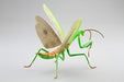 Fujimi 170824 Independent study series No.23 Tenodera aridifolia colored NEW_6