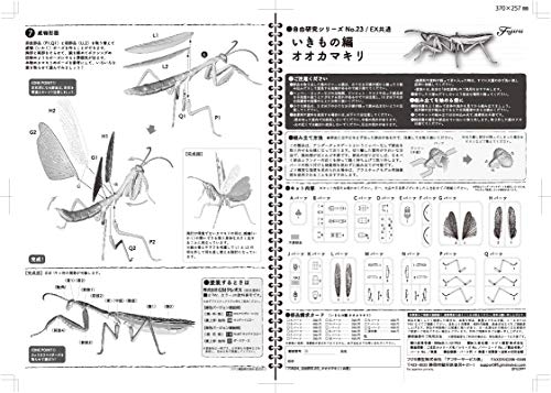 Fujimi 170824 Independent study series No.23 Tenodera aridifolia colored NEW_7