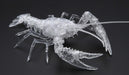 Fujimi Model Free Research Series No.24 EX-3 Creature Edition American Crayfish_2
