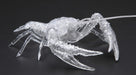 Fujimi Model Free Research Series No.24 EX-3 Creature Edition American Crayfish_4