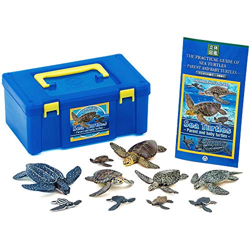 Colorata Sea Turtle Parent-Child Box (3D Picture Book) Real Figure 990001 NEW_1
