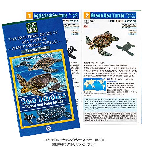 Colorata Sea Turtle Parent-Child Box (3D Picture Book) Real Figure 990001 NEW_3