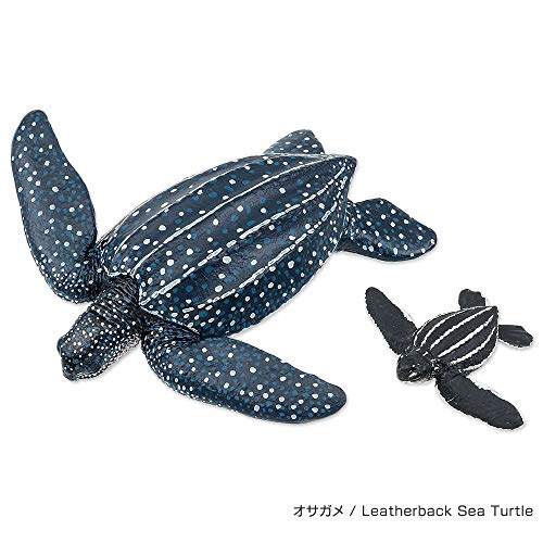 Colorata Sea Turtle Parent-Child Box (3D Picture Book) Real Figure 990001 NEW_4