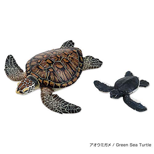 Colorata Sea Turtle Parent-Child Box (3D Picture Book) Real Figure 990001 NEW_5