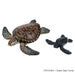 Colorata Sea Turtle Parent-Child Box (3D Picture Book) Real Figure 990001 NEW_5