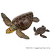 Colorata Sea Turtle Parent-Child Box (3D Picture Book) Real Figure 990001 NEW_6