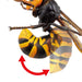 Kaiyodo Revogeo giant hornet Action Figure L180mm PVC & ABS RG004S NEW_3