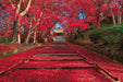 Autumn leaves Approach Kyoto 1000 Piece Jigsaw Puzzle Yanoman ‎‎‎‎‎‎‎10-1400 NEW_1