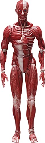 figma SP-142 Human Anatomical Model non-scale ABS&PVC Figure F51042 NEW_1