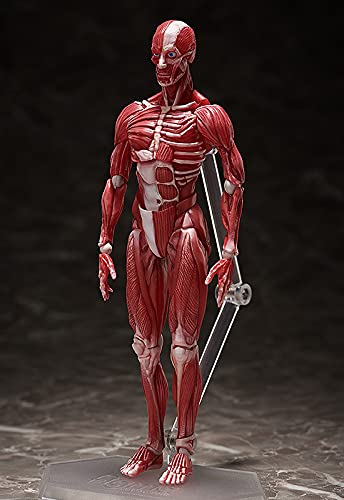 figma SP-142 Human Anatomical Model non-scale ABS&PVC Figure F51042 NEW_2