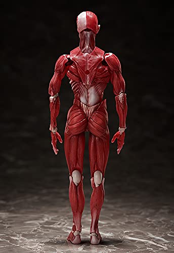 figma SP-142 Human Anatomical Model non-scale ABS&PVC Figure F51042 NEW_3