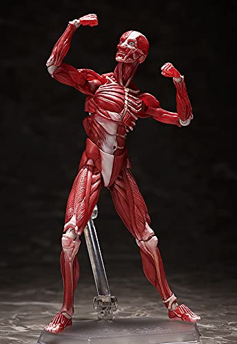 figma SP-142 Human Anatomical Model non-scale ABS&PVC Figure F51042 NEW_4