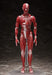 figma SP-142 Human Anatomical Model non-scale ABS&PVC Figure F51042 NEW_8