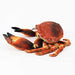 Taiyo Industrial Trade Wild Graffiti SA044 Plush Doll Ginkgo Crab Polyester NEW_3