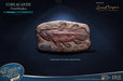 StarAceToys Wonders of the Wild Coelacanth Fossil Replica Polyresin Statue NEW_4