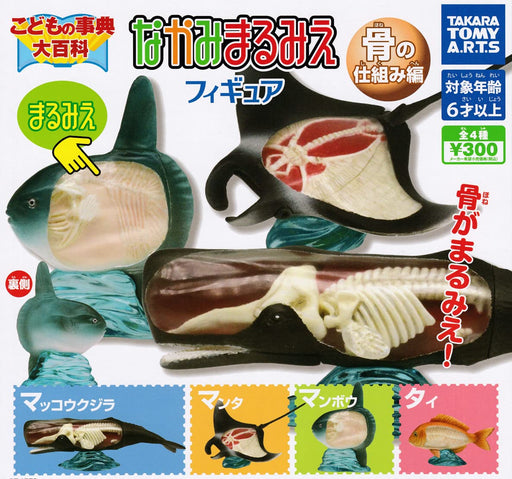 Children's Encyclopedia skeleton Figure Bone Mechanism Set of 4 Gashapon toys_1