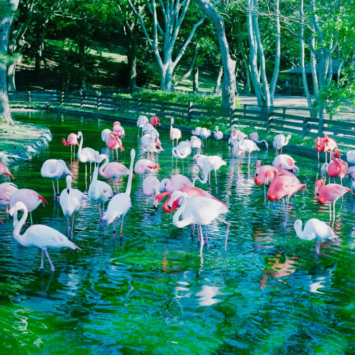 [CD] DEAD AND BREAKFAST Nomal Edition YOHLU VSCD-9736 J-Rock 3-piece Band NEW_1